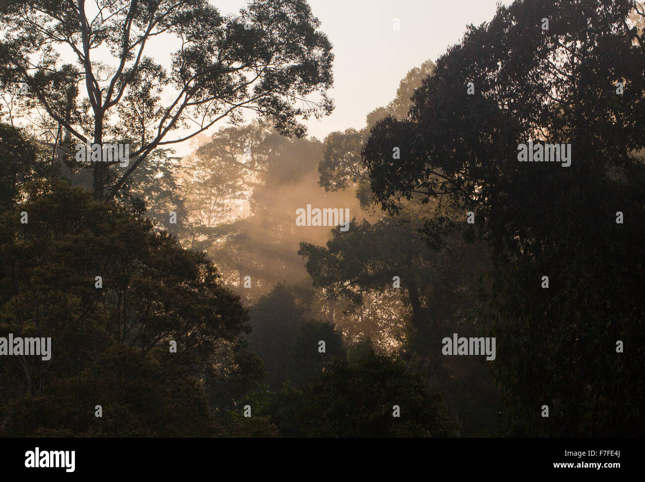 Frühen Morgenlicht im tropischen Regenwald, Danum Valley, Sabah, Malaysia Stockfoto