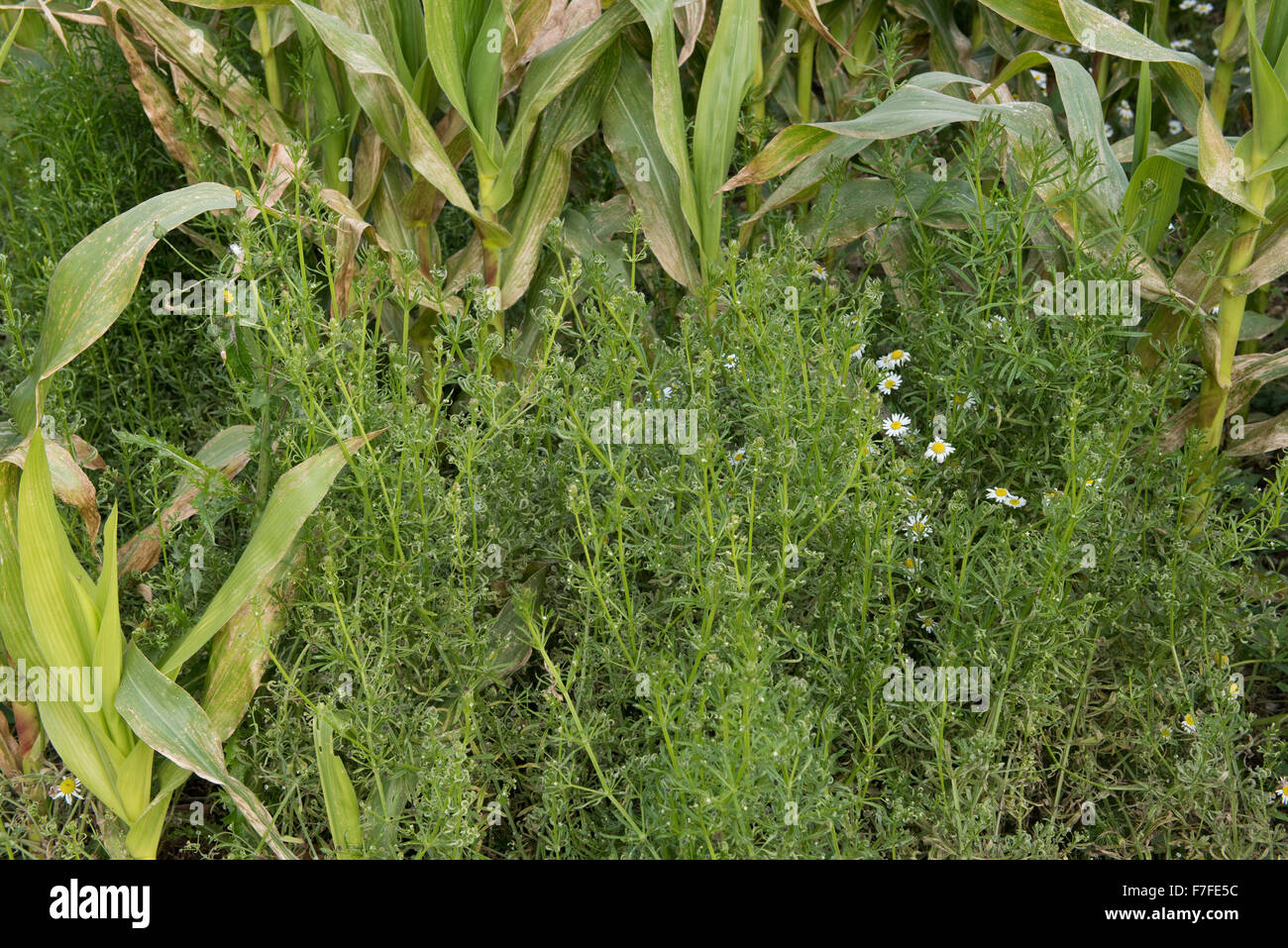 Hackmesser, Galium Aparine, Sämling und Blüte in eine Reifung Mais Ernte, Berkshire, September Stockfoto