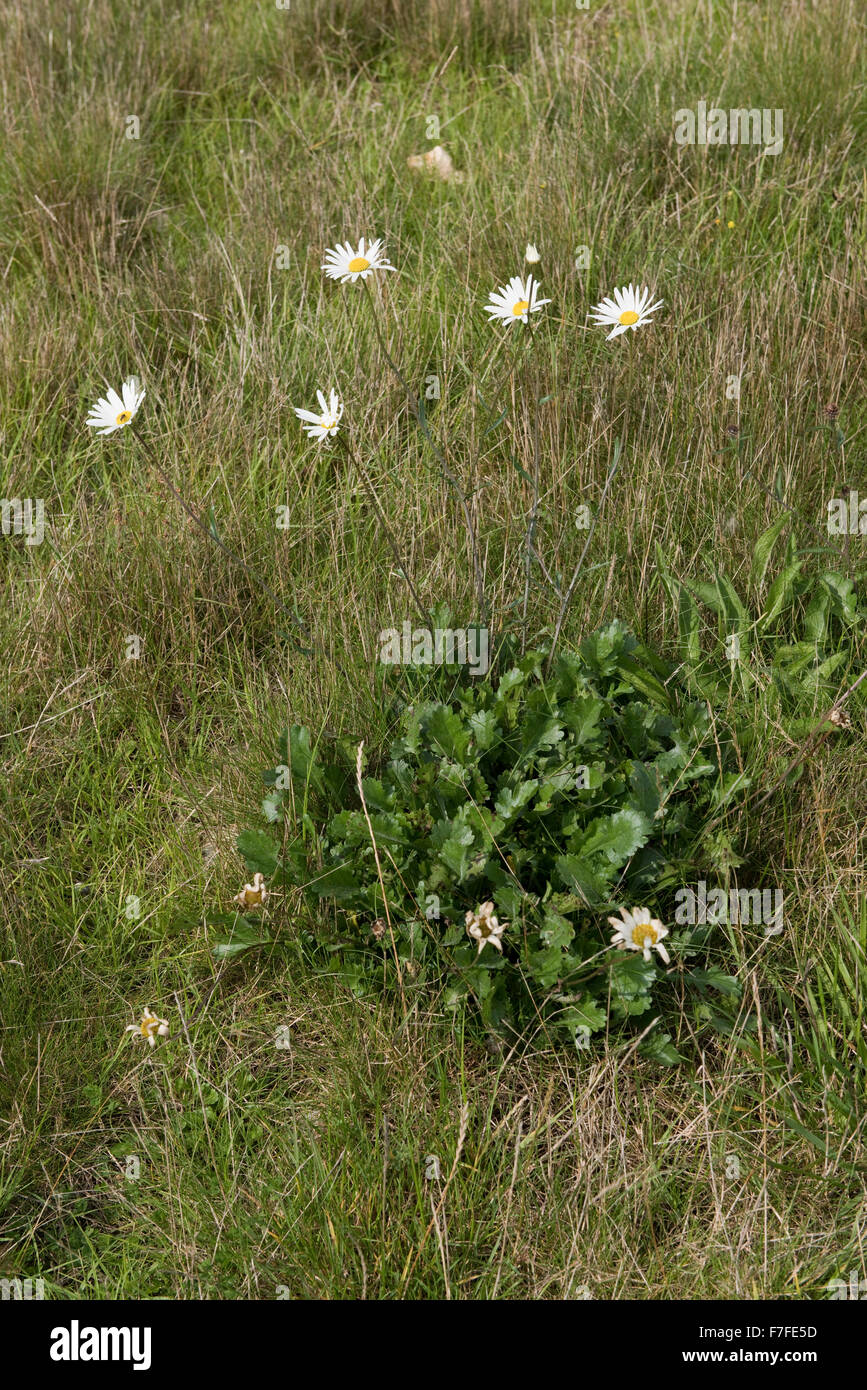 Ein Ochsen-Auge Gänseblümchen, Leucanthemum Vulgare Pflanze blüht in Trockenrasen im Sommer, Berkshire, September Stockfoto