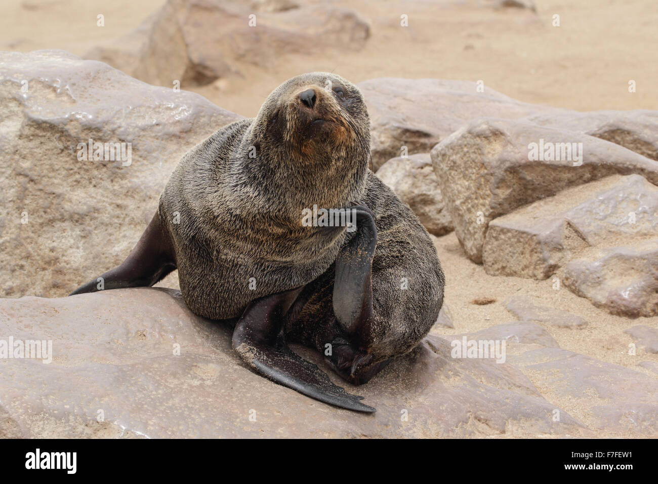 Eine junge südafrikanische Seebär Kratzer ein Jucken an einem Felsenstrand in Namibia Stockfoto