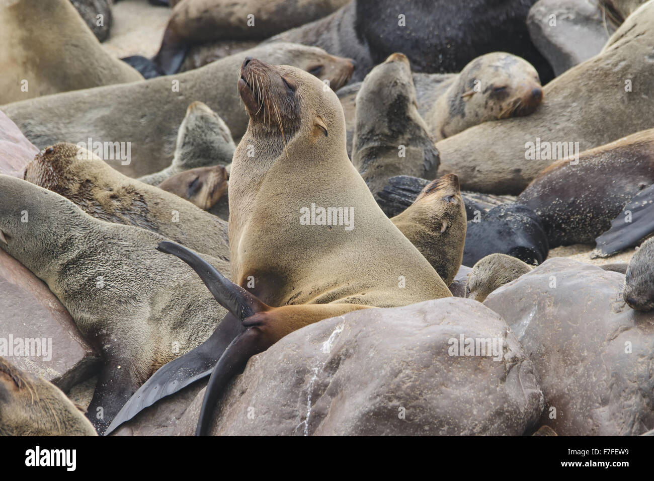 Ein südafrikanischer Seebär sonnt sich auf den Felsen in einer Robbenkolonie an der Küste Namibias Stockfoto