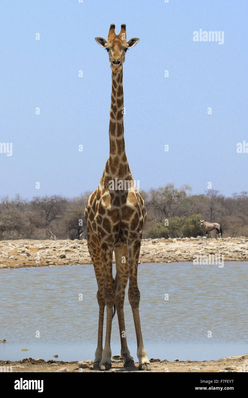 Eine wilde Giraffe schaut die Kamera demonstriert seine extrem hohen Körperform Stockfoto
