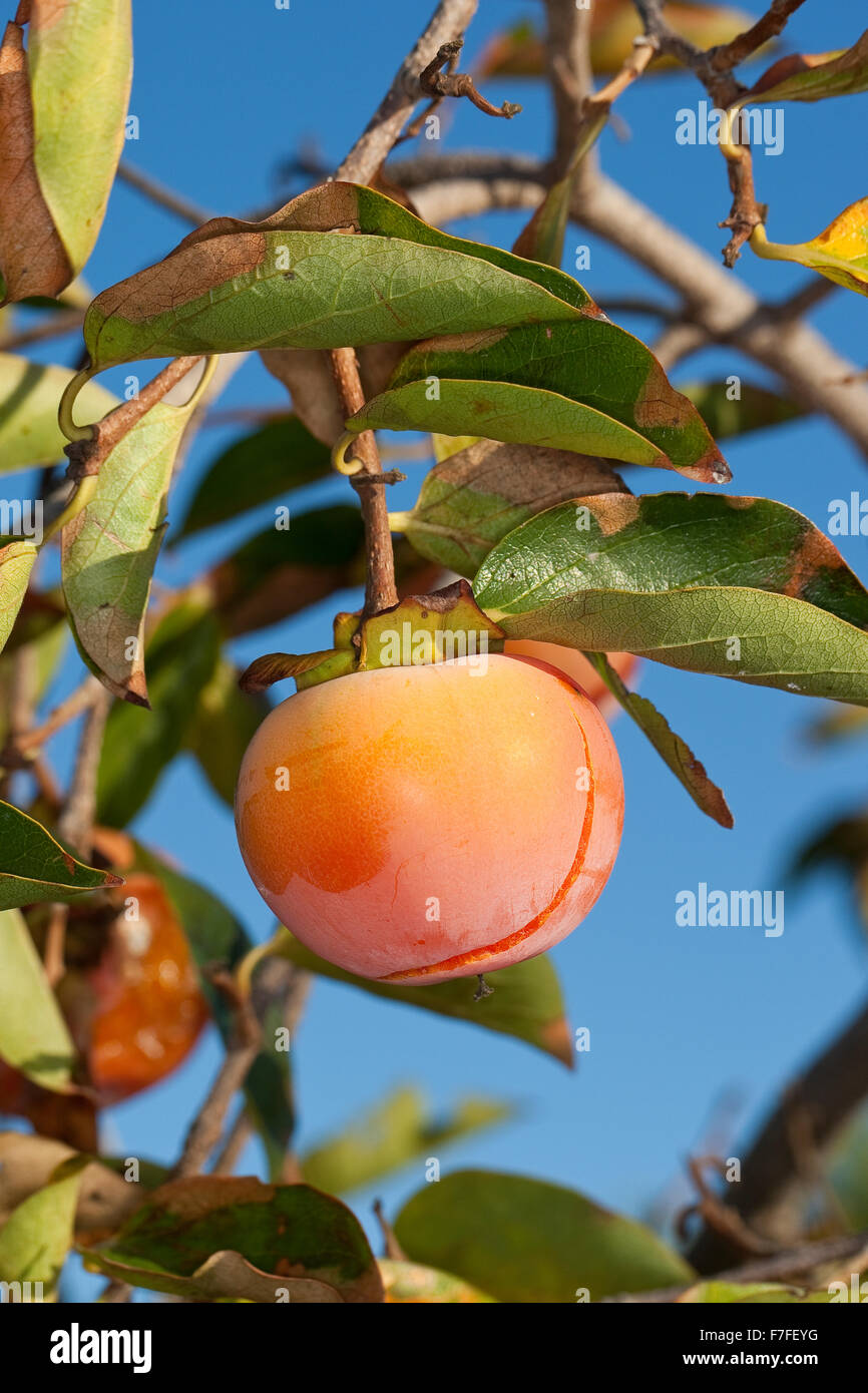 Frücht Stockfotos &amp; Frücht Bilder Seite 2 Alamy