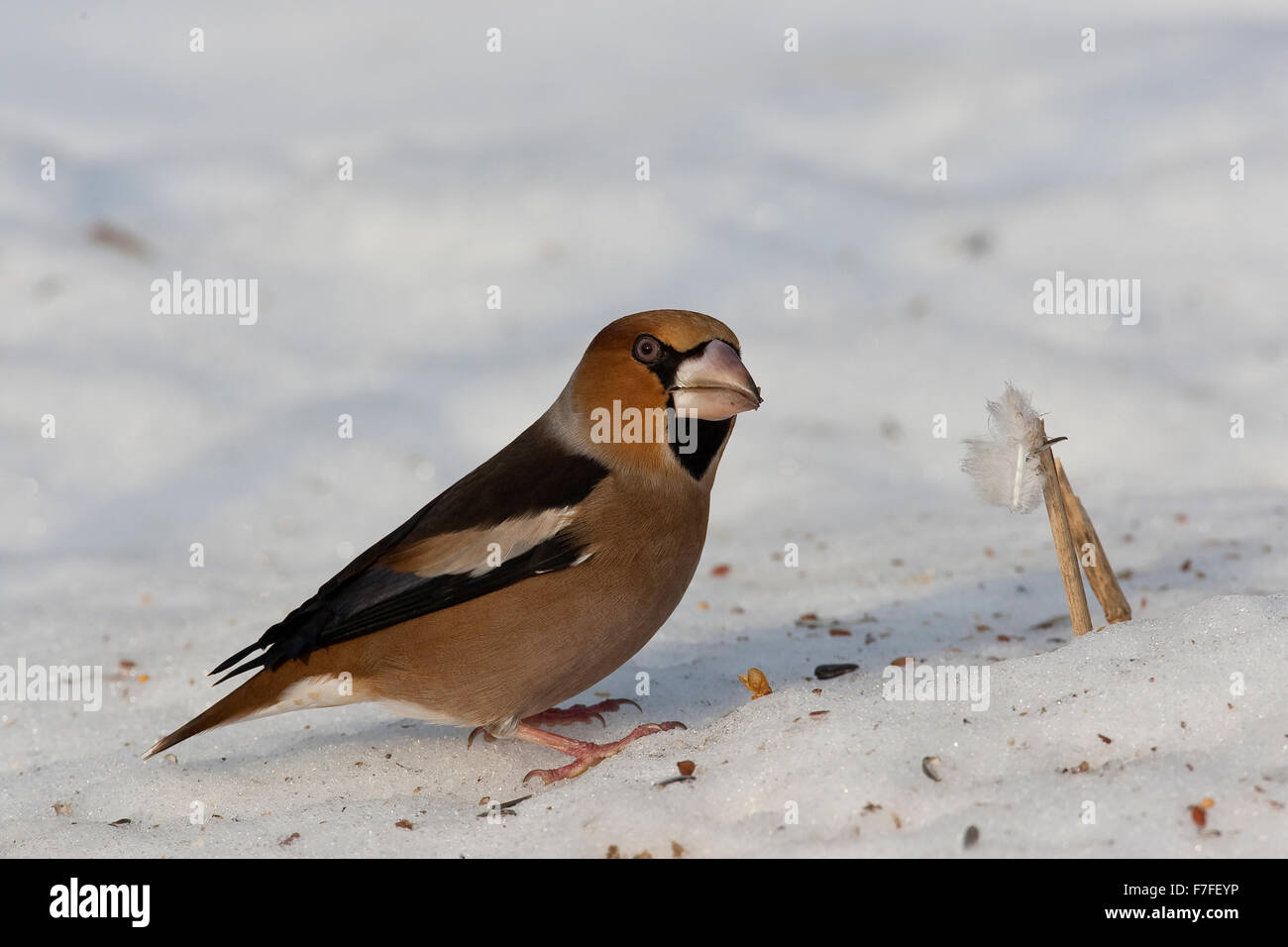 Kernbeißer, Kernbeißer, Kernbeisser, Kirschkernbeißer, Kirschkern-Beißer, Coccothraustes Coccothraustes, Grosbec Casse-noyau Stockfoto