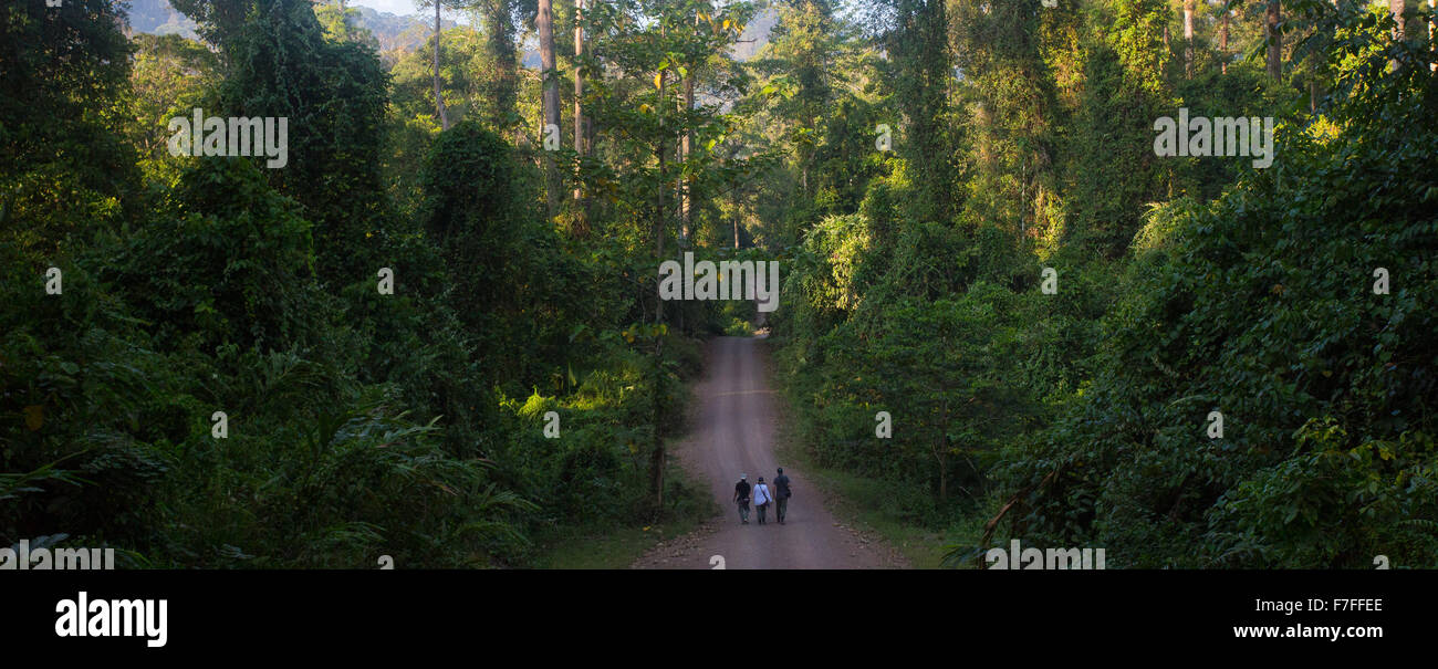 Ornithologen auf einer Straße im Danum Valley-Regenwald in Sabah, Malaysia Stockfoto