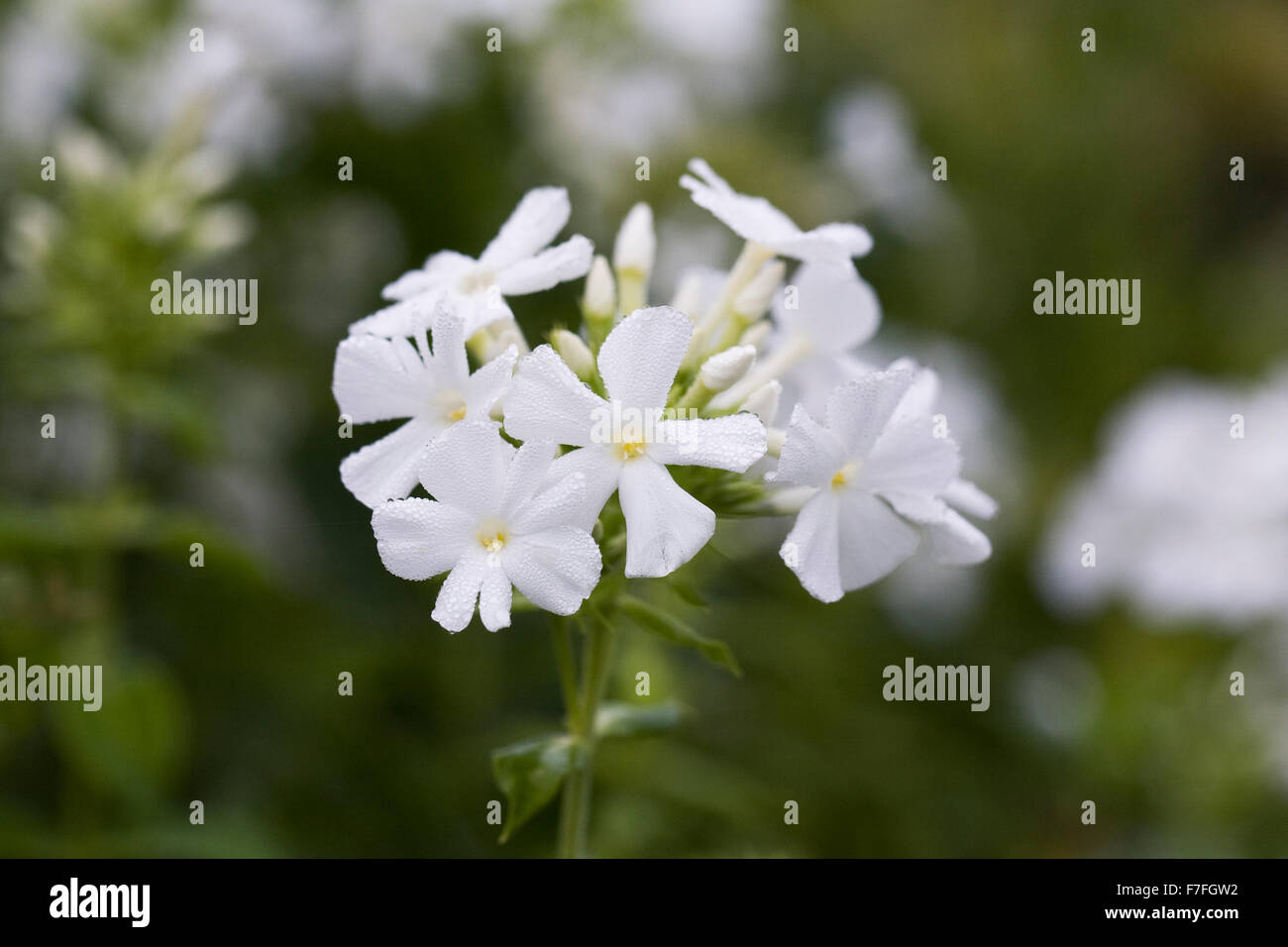 Phlox Paniculata "Mount Fuji". Stockfoto