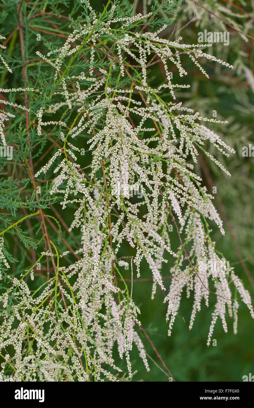 Rosa Tamariske Tamarix, Tamariske Baum, Saltcedar, Salz Zeder, Kaspische Tamariske, Sommertamariske, Tamarix ramosissima Stockfoto