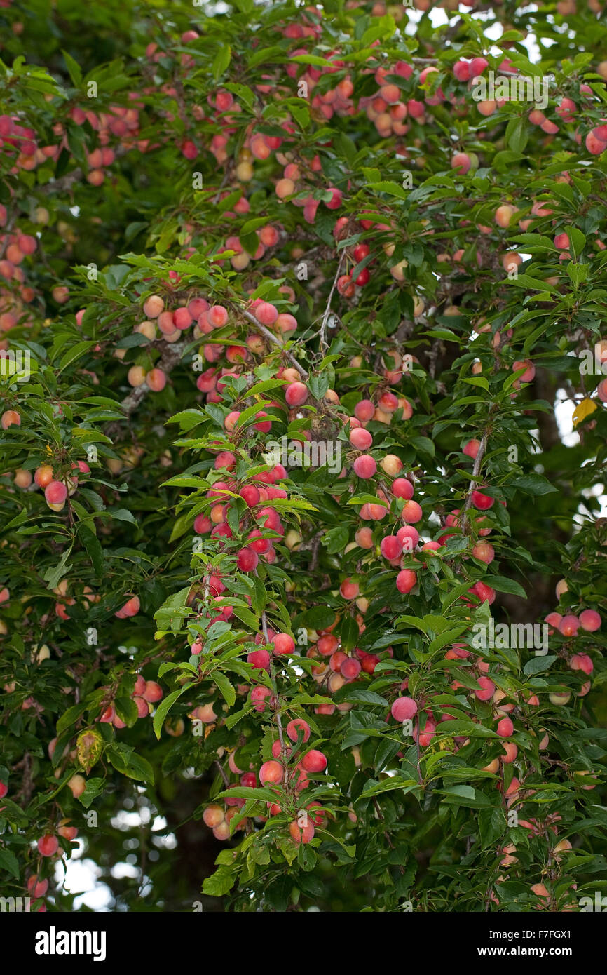 Cherry Plum, Myrobalan-Pflaume, Kirschpflaume, Kirsch-Pflaume, Myrobalane, Früchte, Wildpflaume, Wildobst, Obst, Prunus Cerasifera Stockfoto