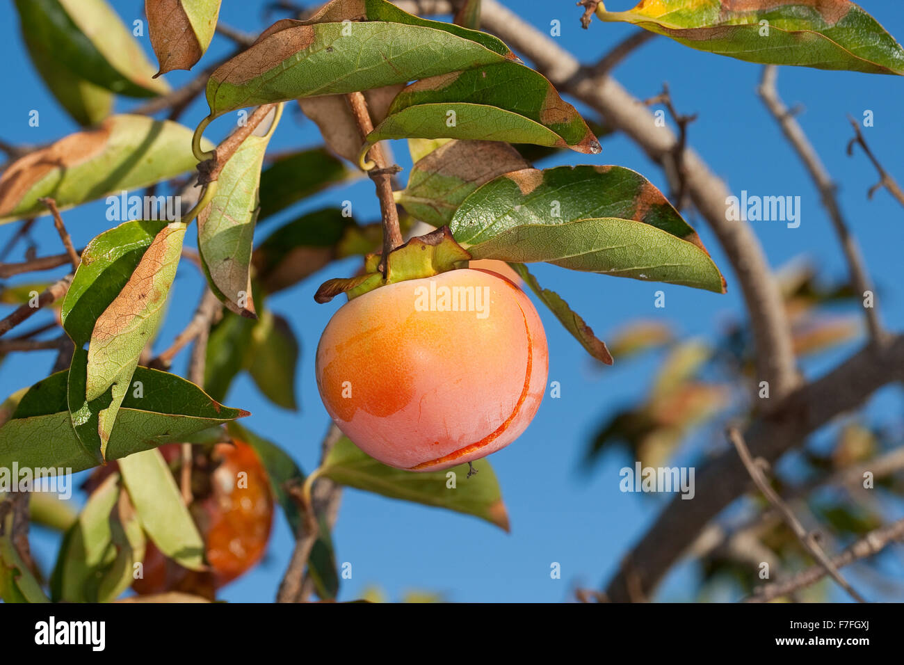 Kaki Baum Pflanze – Götterfrucht Diospyros Kaki Als Winterharter Kakibaum Für Garten Oder Balkon