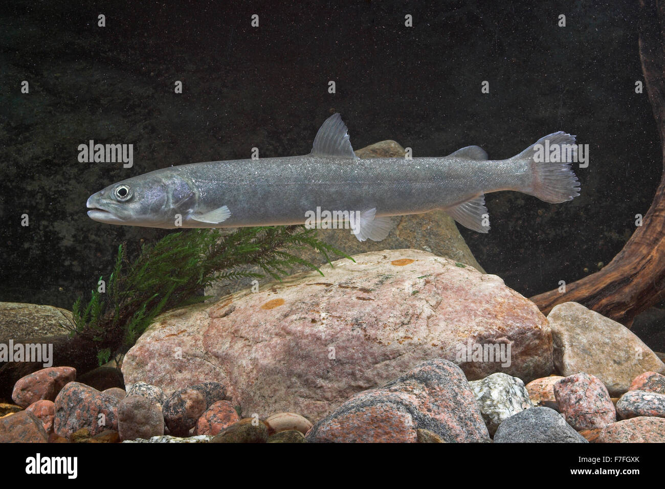 Huchen, Huchen, Donaulachs, Hauch, Hucho Hucho, Huchon Stockfotografie