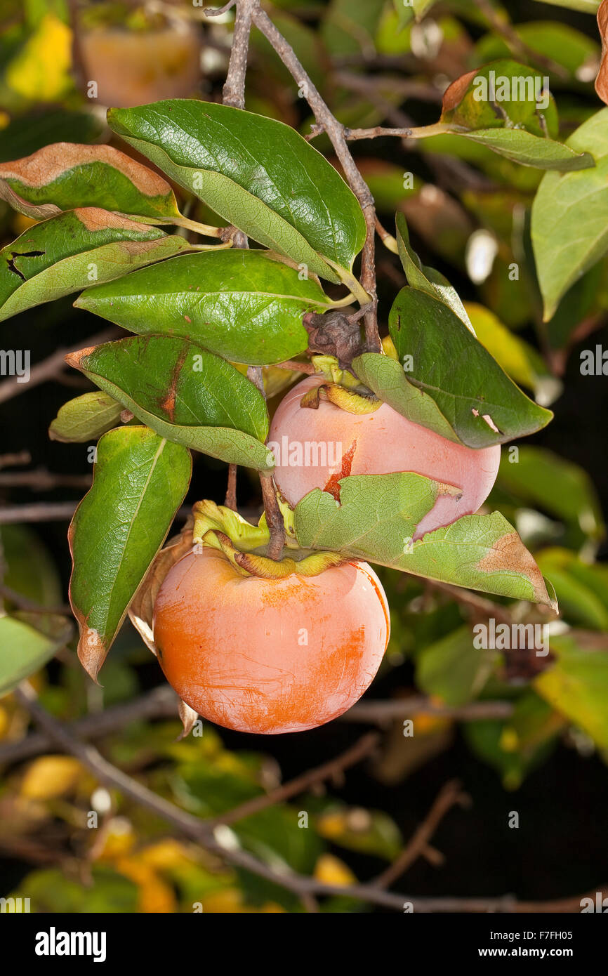 Dattelpflaume, Kaki Kaki, asiatische Persimmon, Kakipflaume, Kaki-Pflaume, Kakibaum, JSharon-Frucht, Diospyros kaki Stockfoto