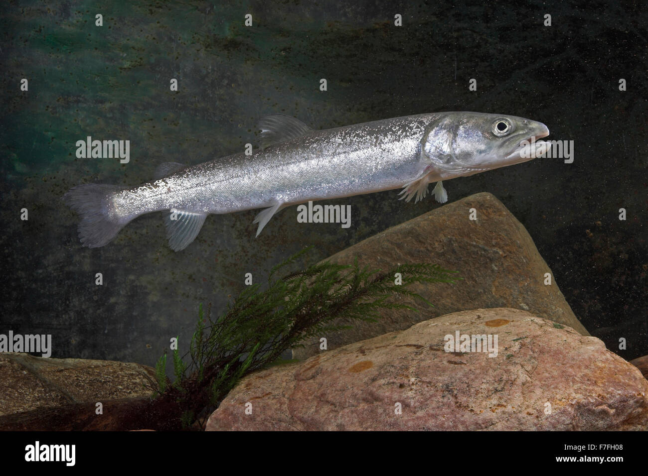 Huchen, Huchen, Donaulachs, Hauch, Hucho Hucho, Huchon Stockfotografie