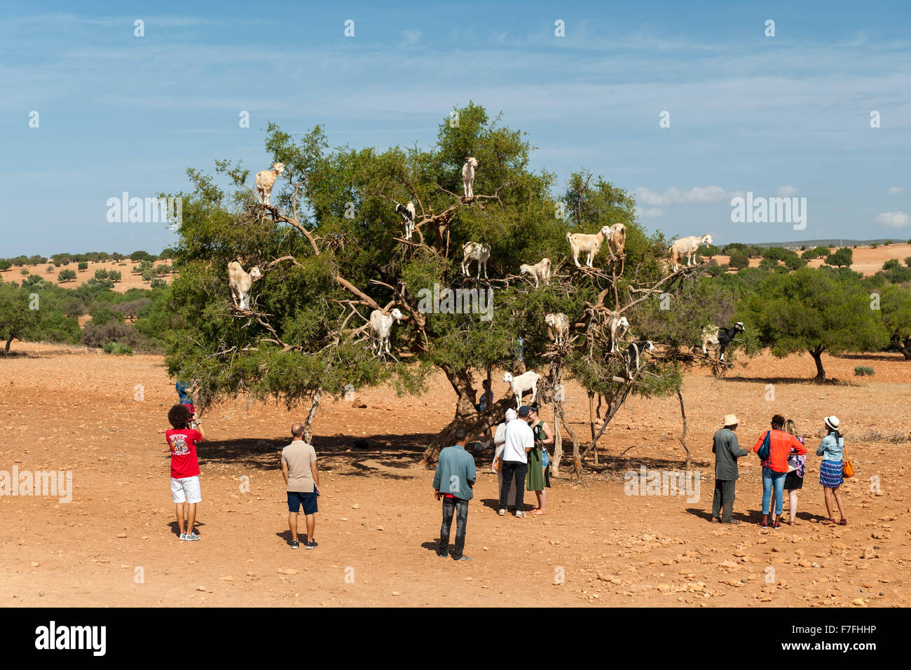 Ziegen in einem Baum auf Marrakesch, Essaouira Straße in Marokko. Stockfoto