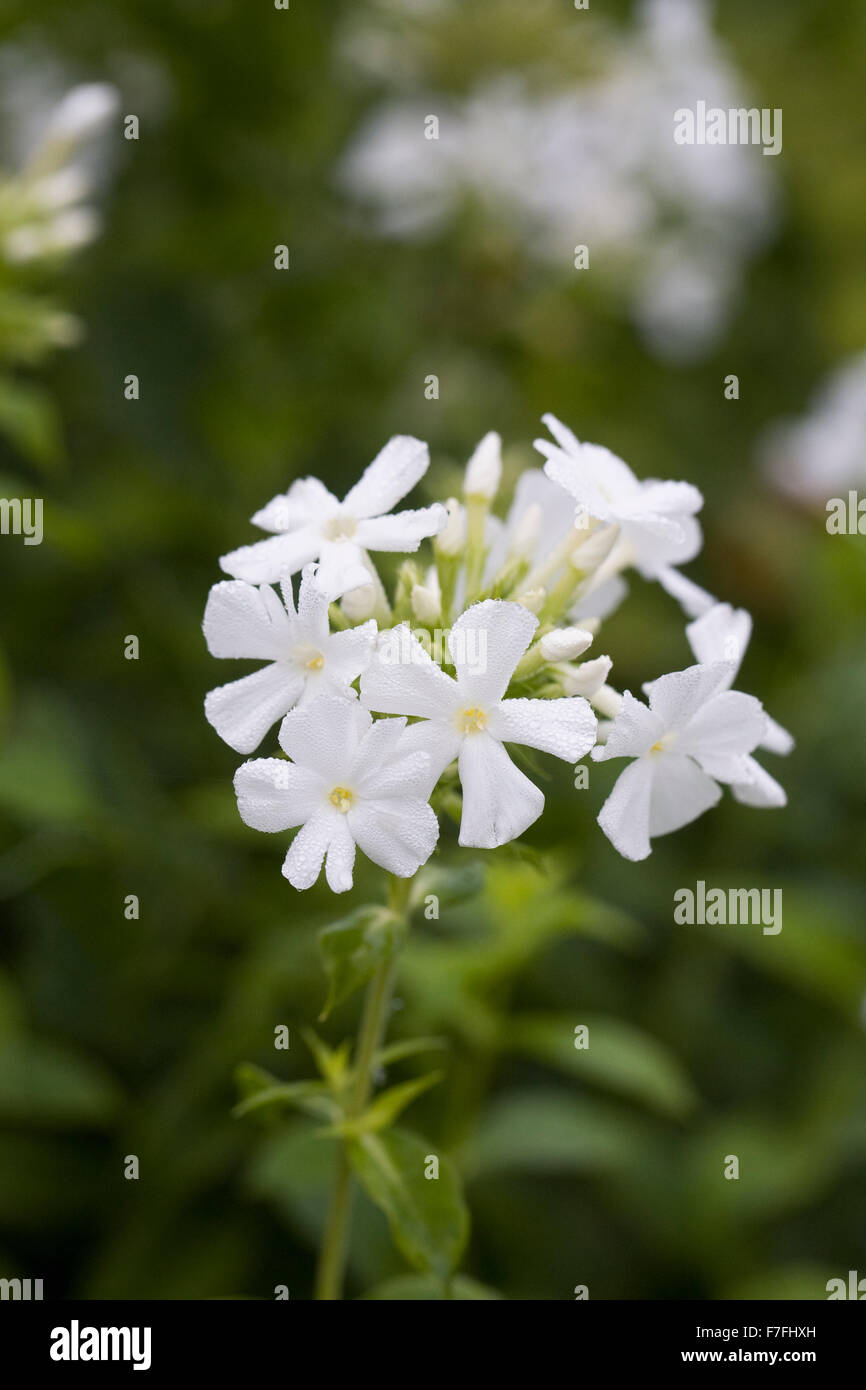 Phlox Paniculata "Mount Fuji". Stockfoto