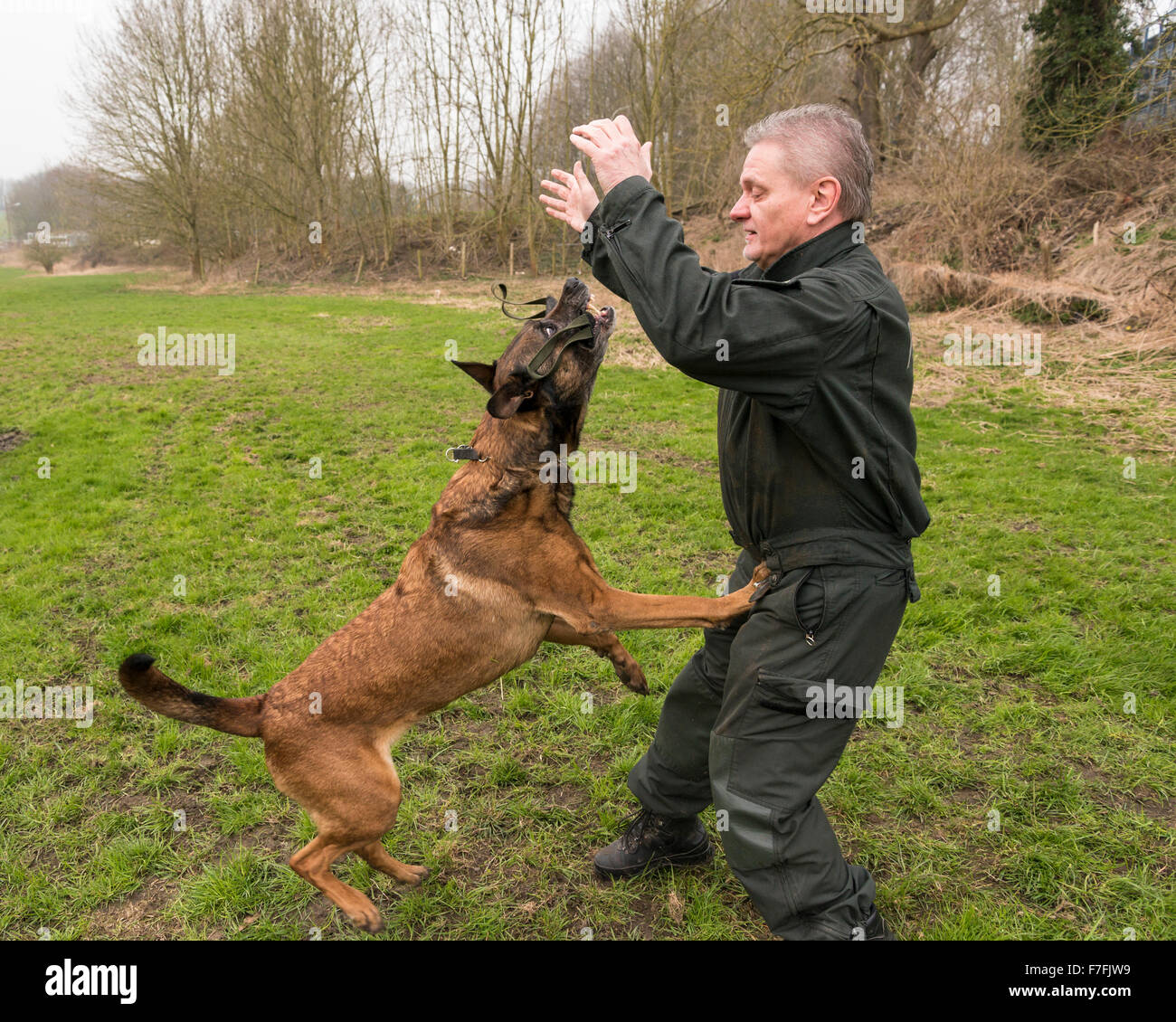 Eine Polizei-Inspektor trainiert seine Polizeihund, ein Mallinois Schäferhund. Stockfoto