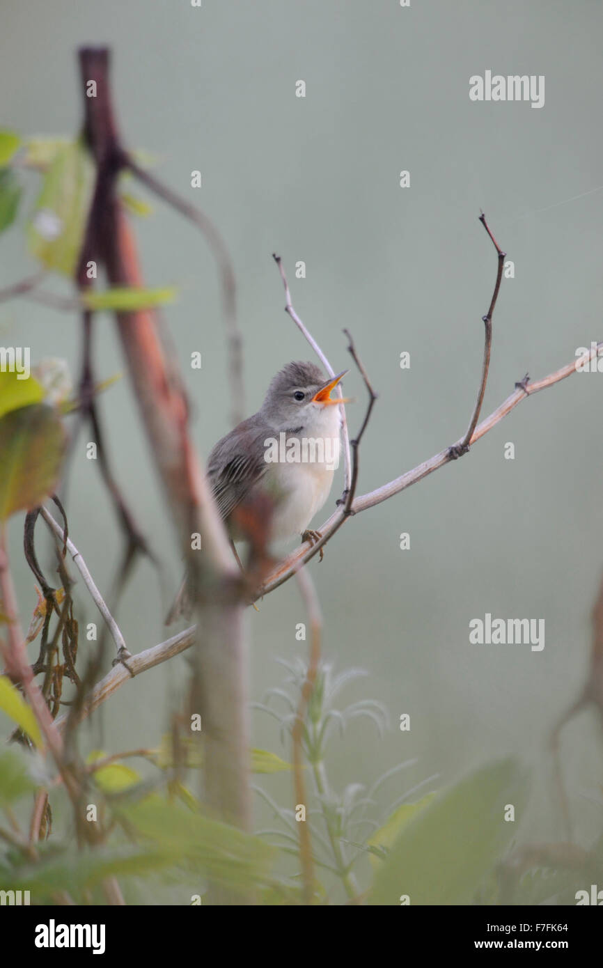Marsh Warbler / Sumpfrohrsänger (Acrocephalus Palustris) singt sein Lied inmitten der natürlichen Vegetation. Stockfoto
