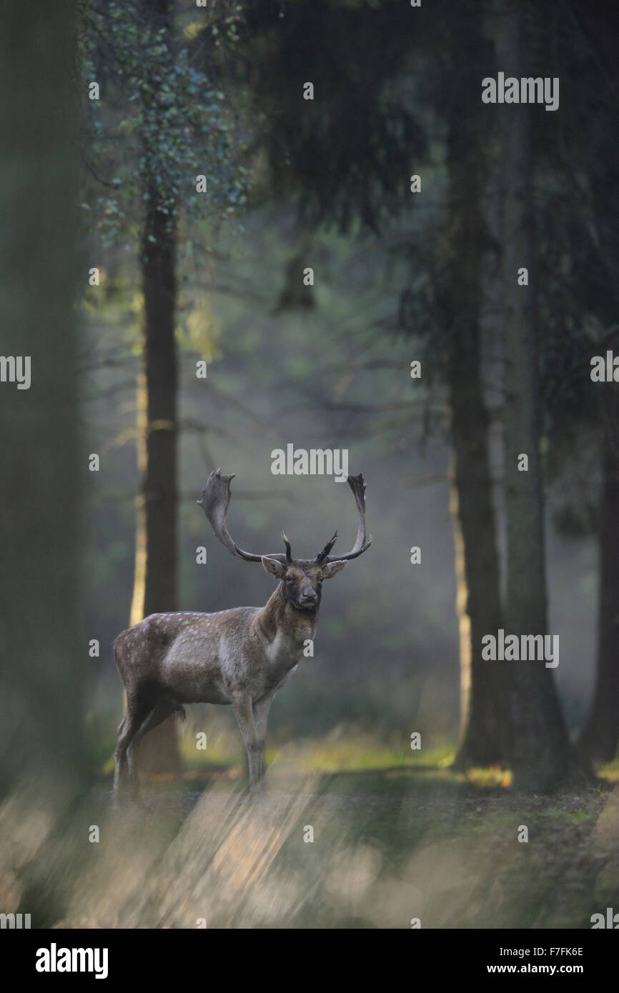 Scheuer Damhirsch ( Dama dama ) steht zwischen Bäumen in einem Wald, schaut vorsichtig in Richtung Kamera, Tierwelt, Europa. Stockfoto