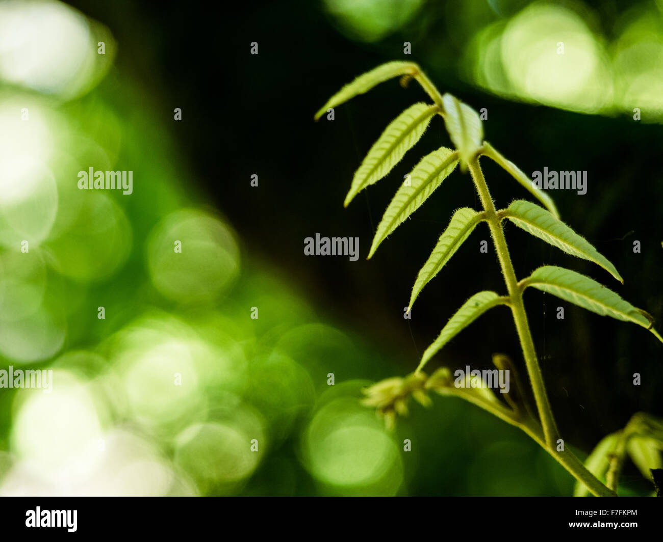 Frühling Wachstum, Neuseeland. Young Titoki Blätter, frisch und lebendig vor grünen Bokeh Hintergrund. Stockfoto