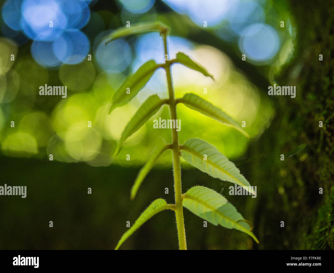 Frühling Wachstum, Neuseeland. Young Titoki Blätter, frisch und lebendig vor grünen Bokeh Hintergrund. Stockfoto