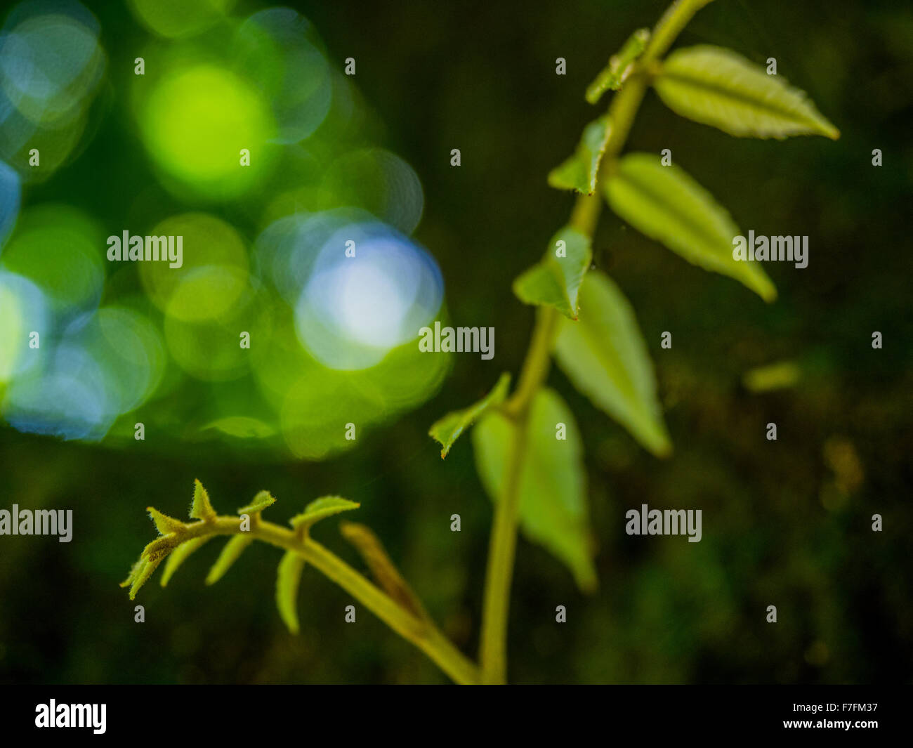 Frühling Wachstum, Neuseeland. Young Titoki Blätter, frisch und lebendig vor grünen Bokeh Hintergrund. Stockfoto