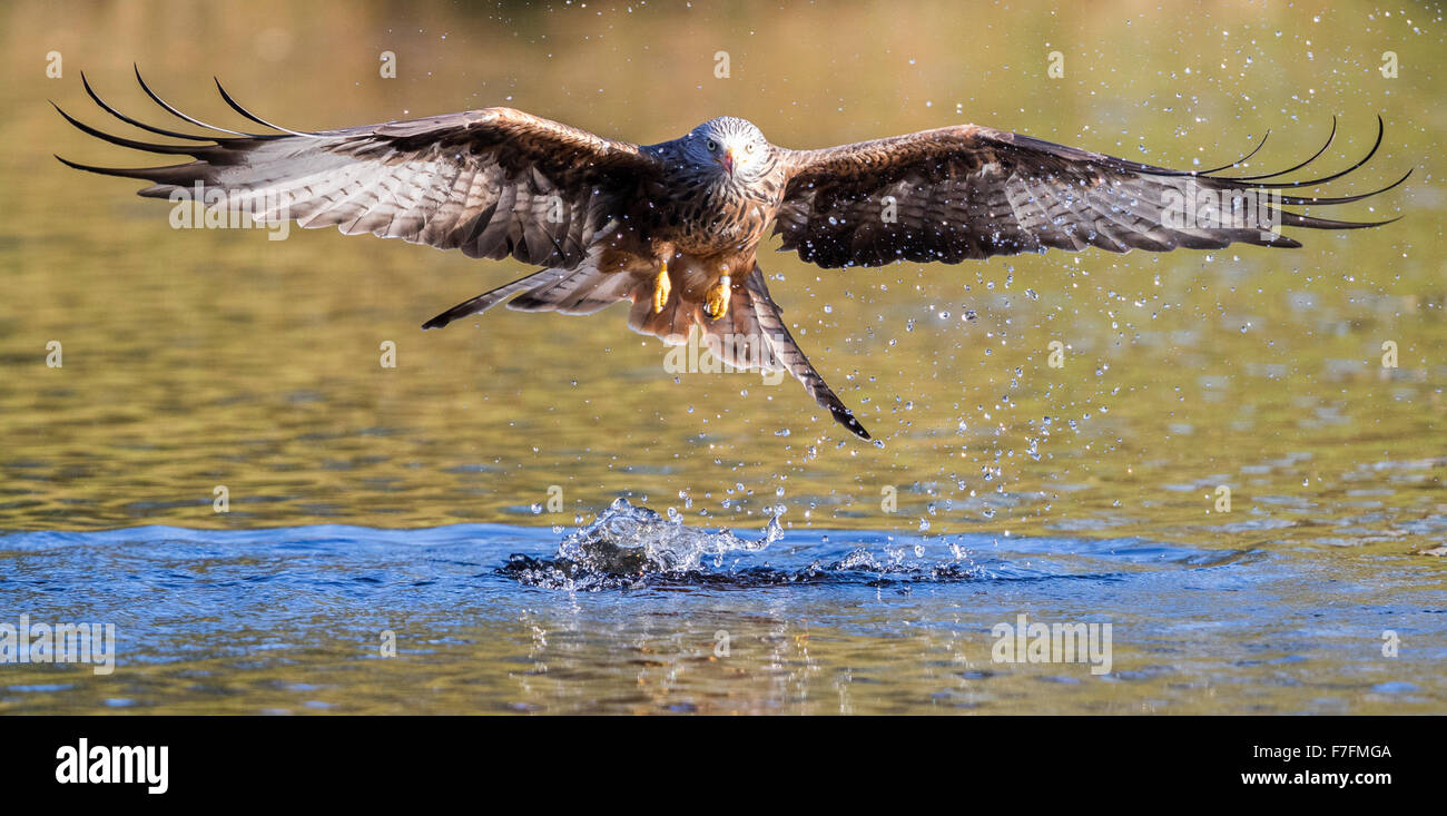 Rotmilan (Milvus Milvus) in NantyrArian, Wales Stockfoto