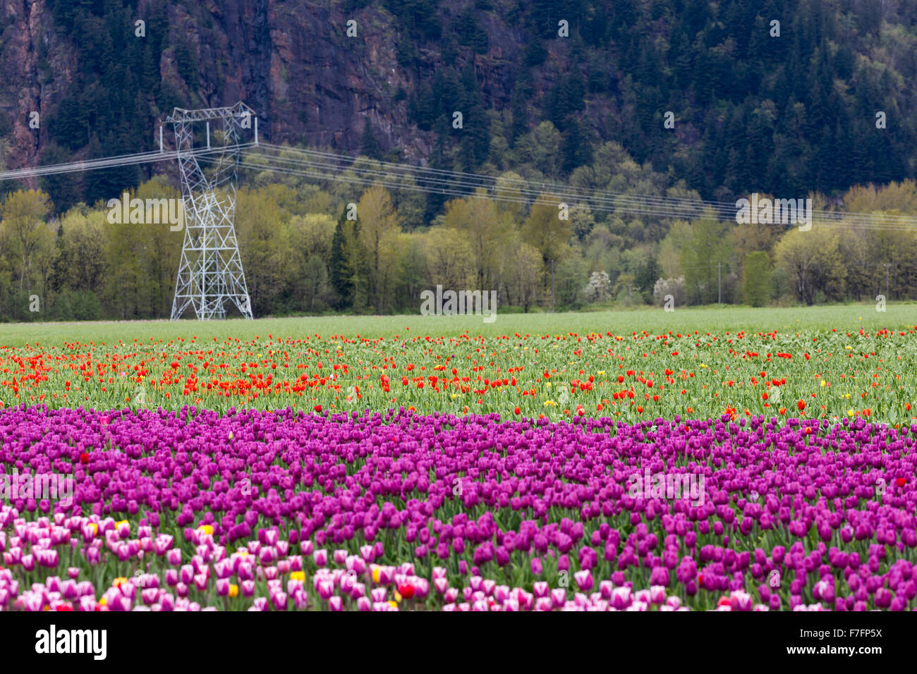 Frühlingslandschaft, Tulpe Blumenfeld in Agassiz BC Kanada Stockfoto