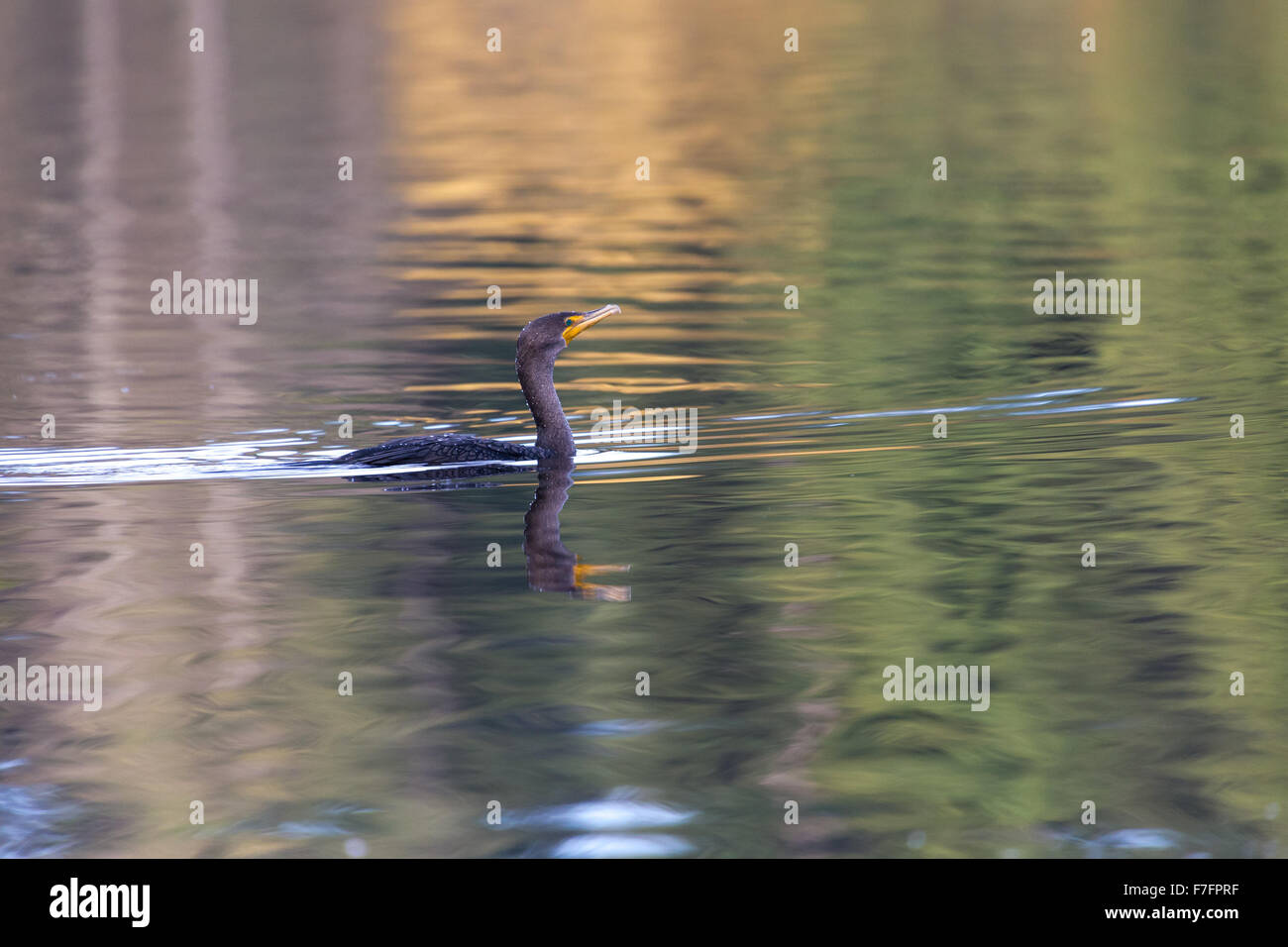 Doppel-crested Kormoran, die lost Lagoon Vancouver Stockfoto