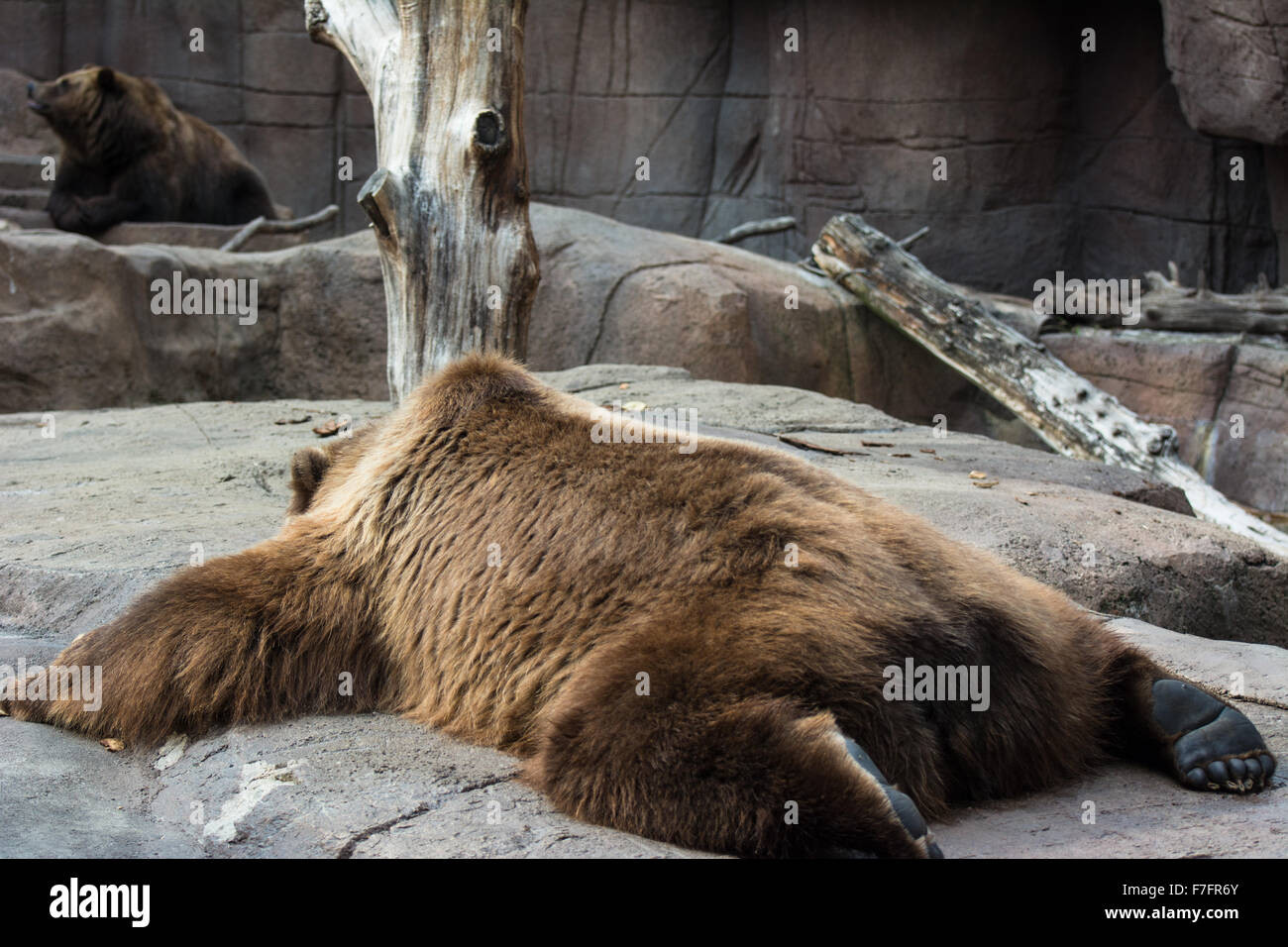 Ein paar der Kodiakbären, auch bekannt als Alaska Braunbär im Zoo von Indianapolis, Indianapolis, IN, USA. Stockfoto