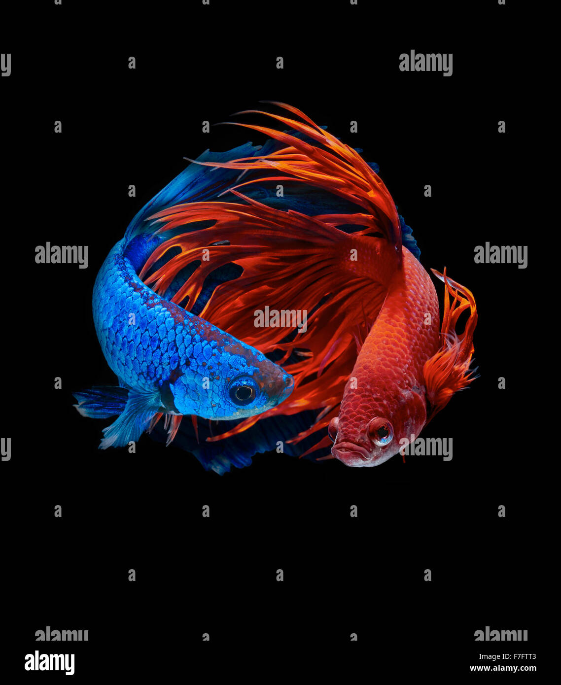 Betta Fisch, siamesische Kampffische, Betta splendens Stockfoto