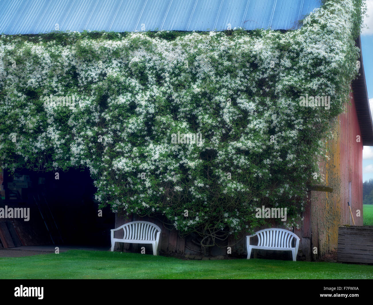 Klettern Clematis Blumen auf Scheune mit den Vorsitz in der Nähe von Salem, Oregon. Oregon Stockfoto