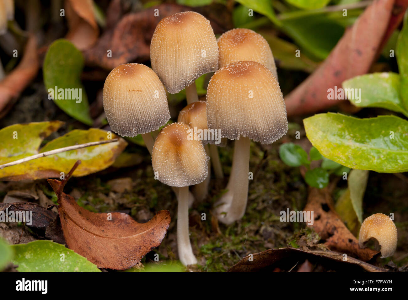 Glimmer GAP Pilze, AKA glänzende Kappe, glitzernde Inky Kappe (Coprinellus Micaceus) - USA Stockfoto