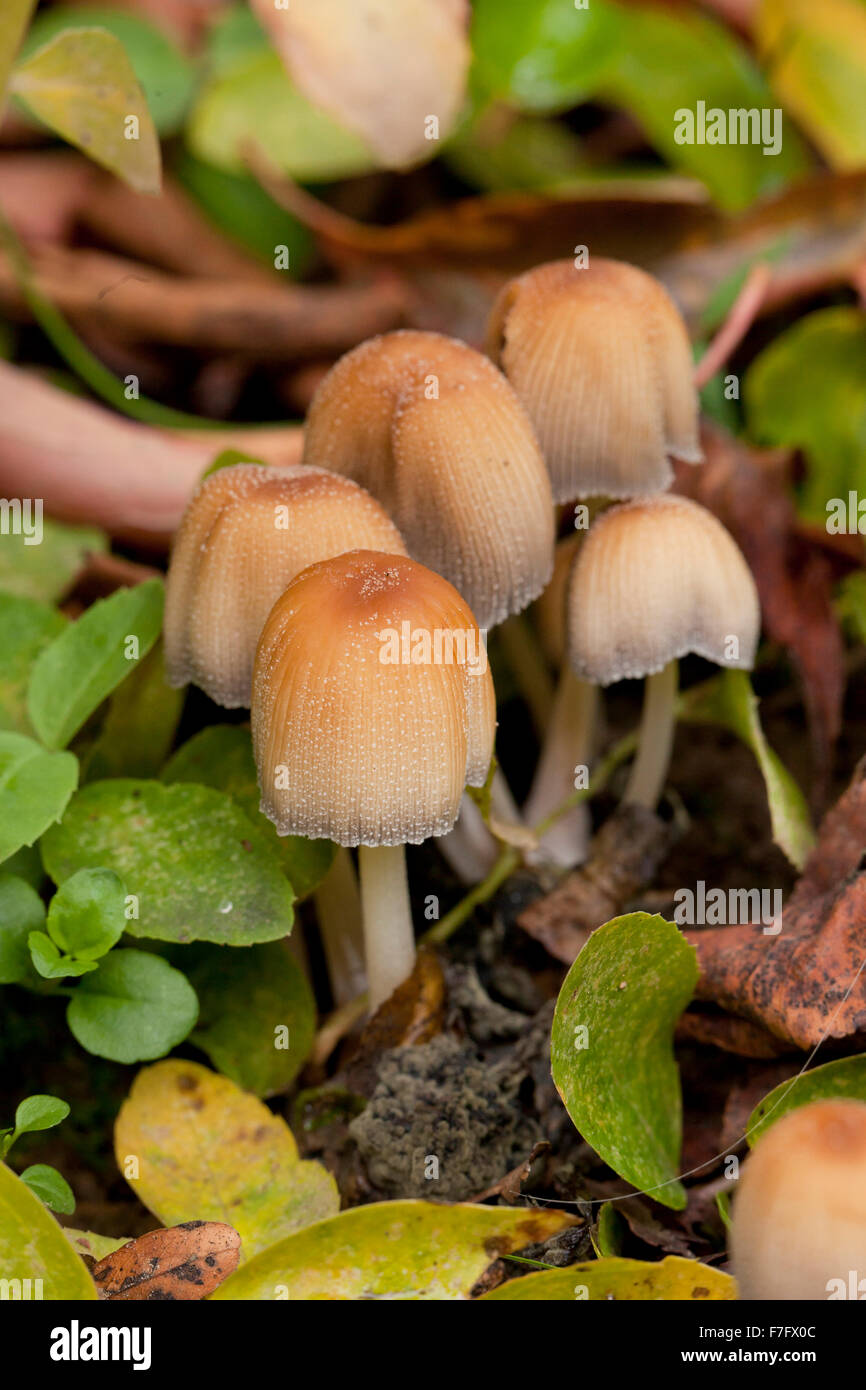 Glimmer GAP Pilze, AKA glänzende Kappe, glitzernde Inky Kappe (Coprinellus Micaceus) - USA Stockfoto