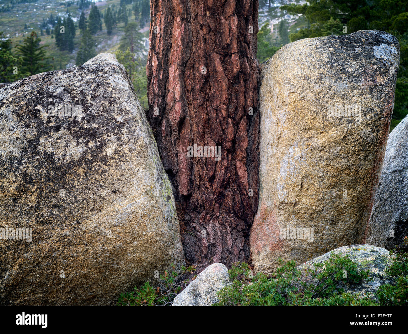 Ponderosa-Kiefer wächst zwischen zwei Granitfelsen. Lake Tahoe, Kalifornien Stockfoto