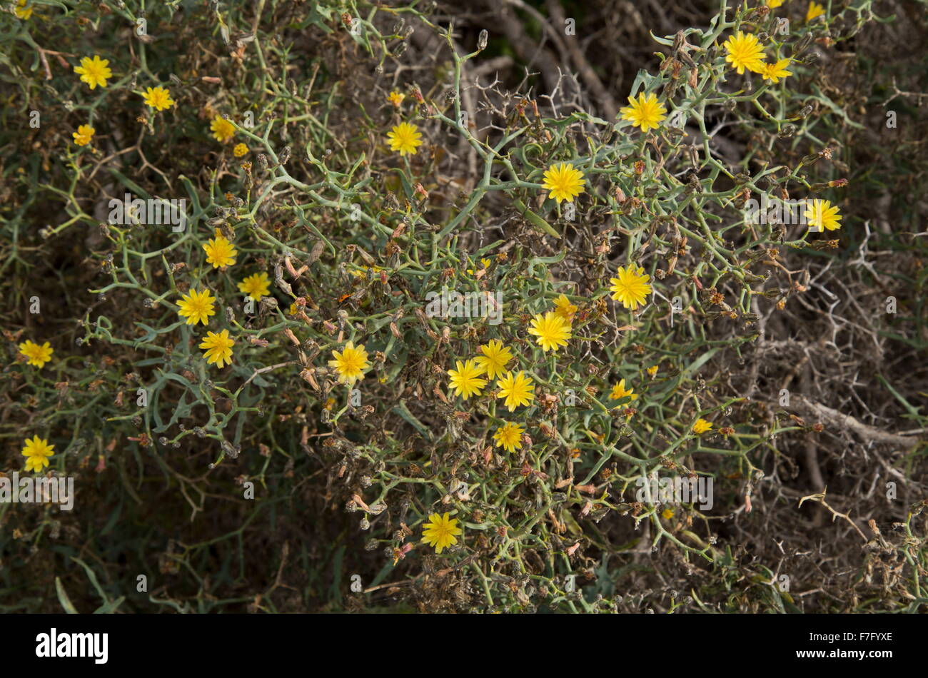 Eine stachelige gelben zusammengesetzten, Launaea Arborescens, wächst auf trockenen Hügeln. Spanien. Stockfoto
