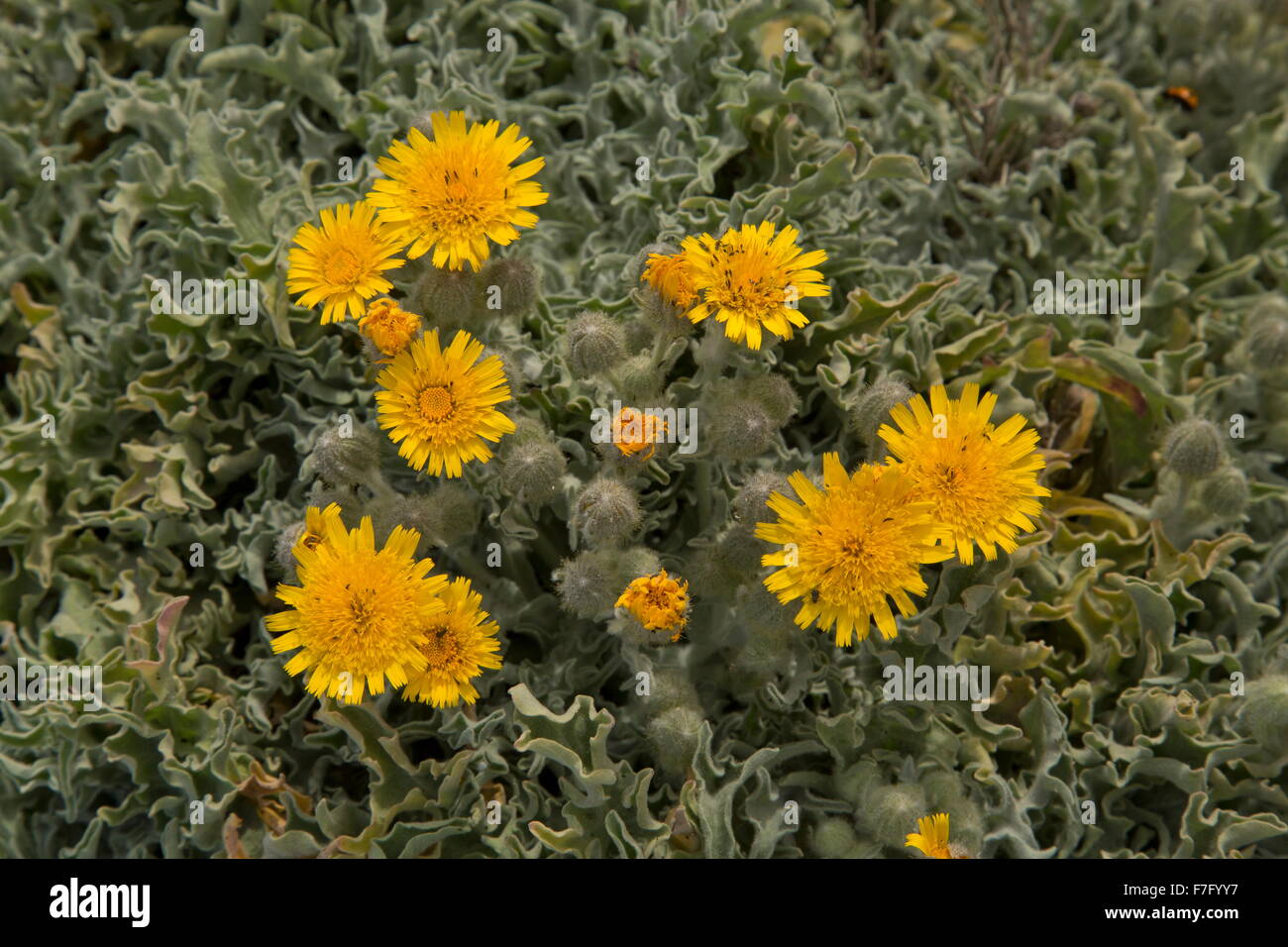 Andryala glandulosa lanzarote Fotos und Bildmaterial in hoher