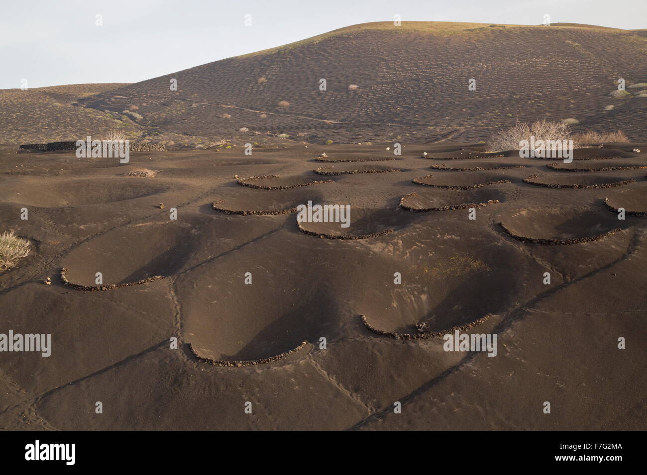 Die Weinberge von La Geria auf vulkanische Asche, mit halbkreisförmigen schützenden Mauern, Lanzarote. Stockfoto