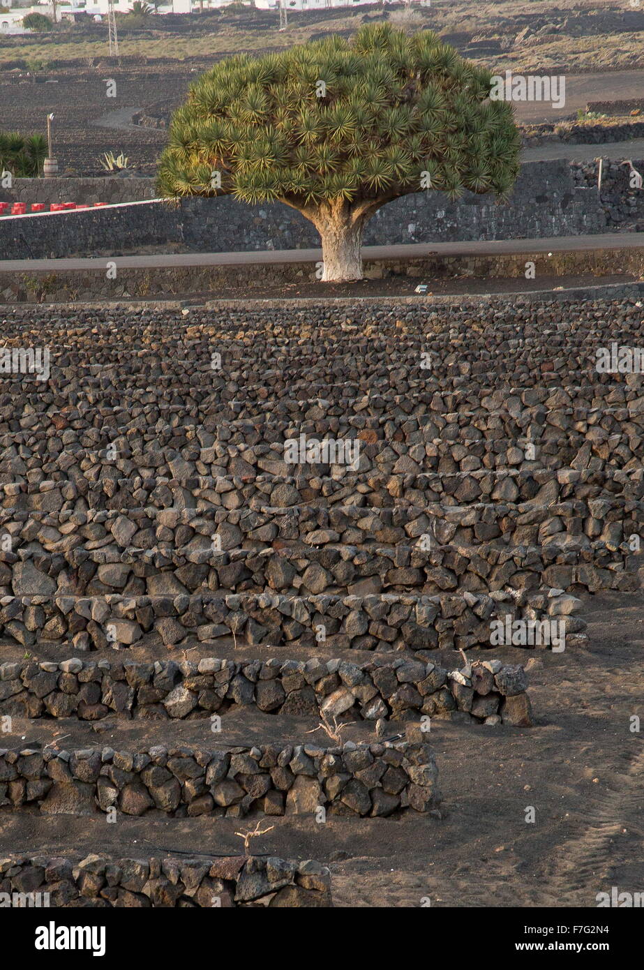 Steinmauern Weinberge in der Nähe von Masdache, auf vulkanische Schlacke mit Drachenbaum, darüber hinaus; Lanzarote. Stockfoto