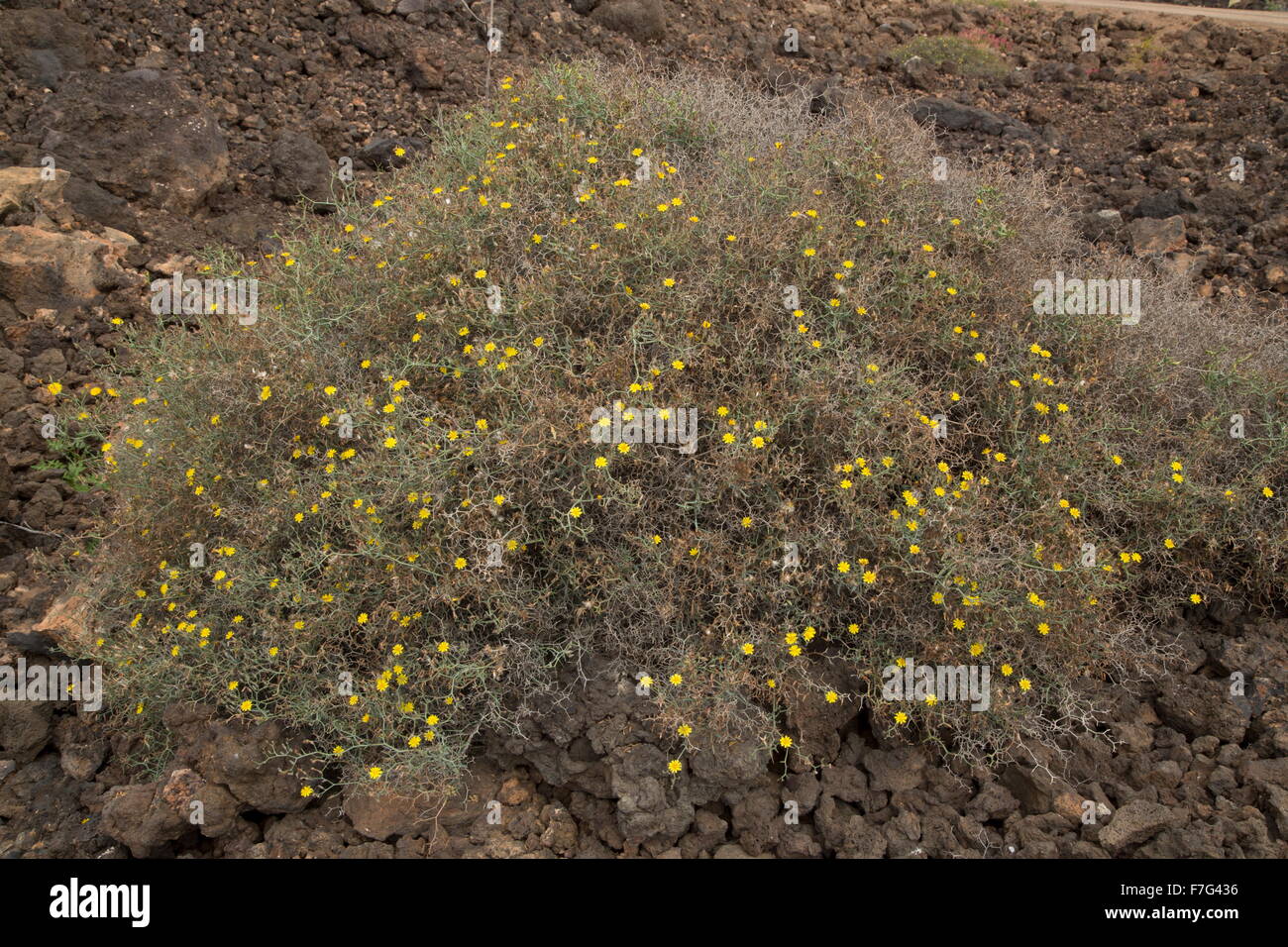 Eine stachelige gelben zusammengesetzten, Launaea Arborescens, wächst auf trockenen Hügeln. Spanien. Stockfoto