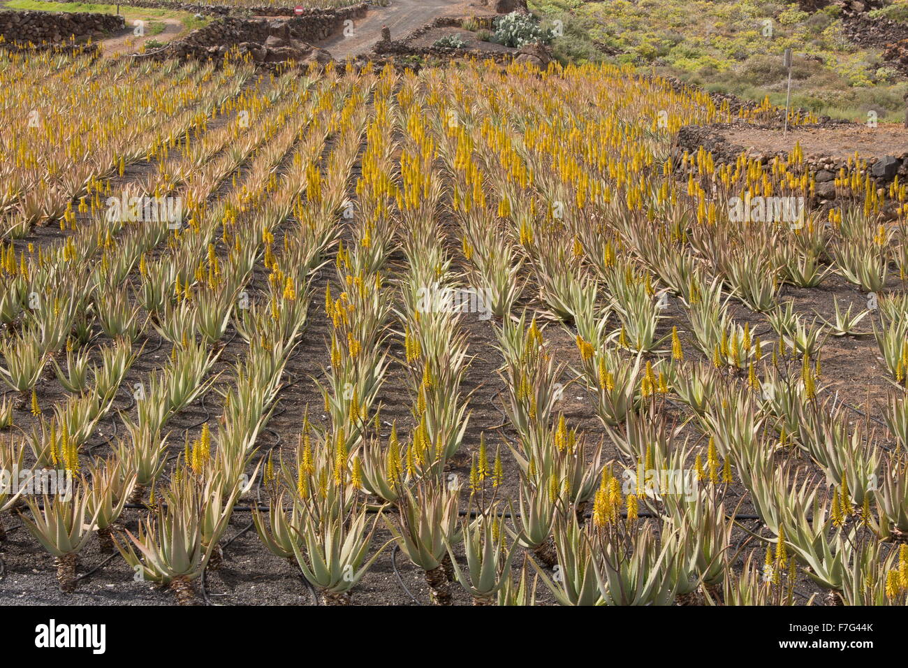 Echte Aloe, Aloevera oder Aloe Barbadensis, im Anbau auf Asche auf der Farm in der Nähe von Orzola, Lanzarote. Stockfoto