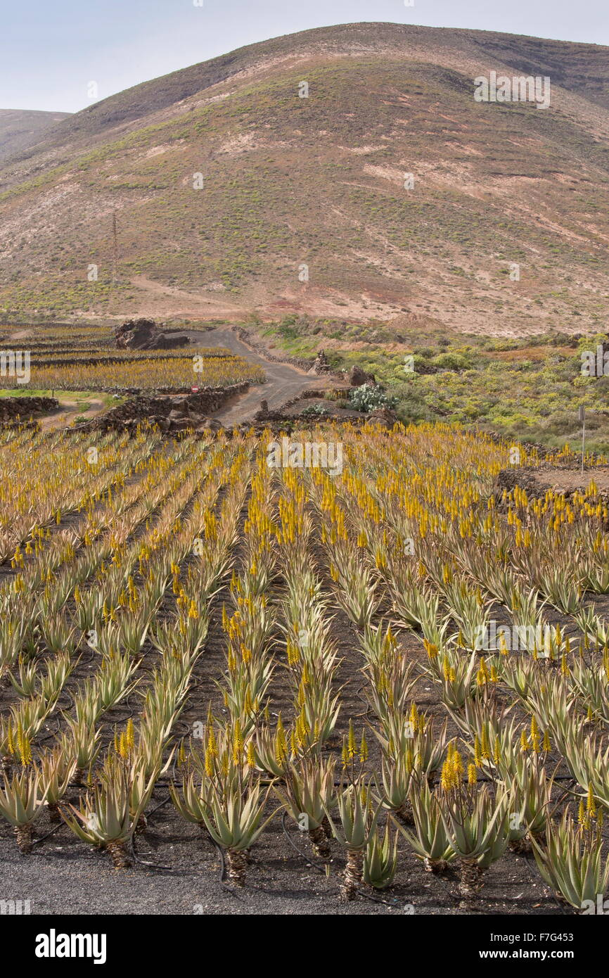 Echte Aloe, Aloevera oder Aloe Barbadensis, im Anbau auf Asche auf der Farm in der Nähe von Orzola, Lanzarote. Stockfoto