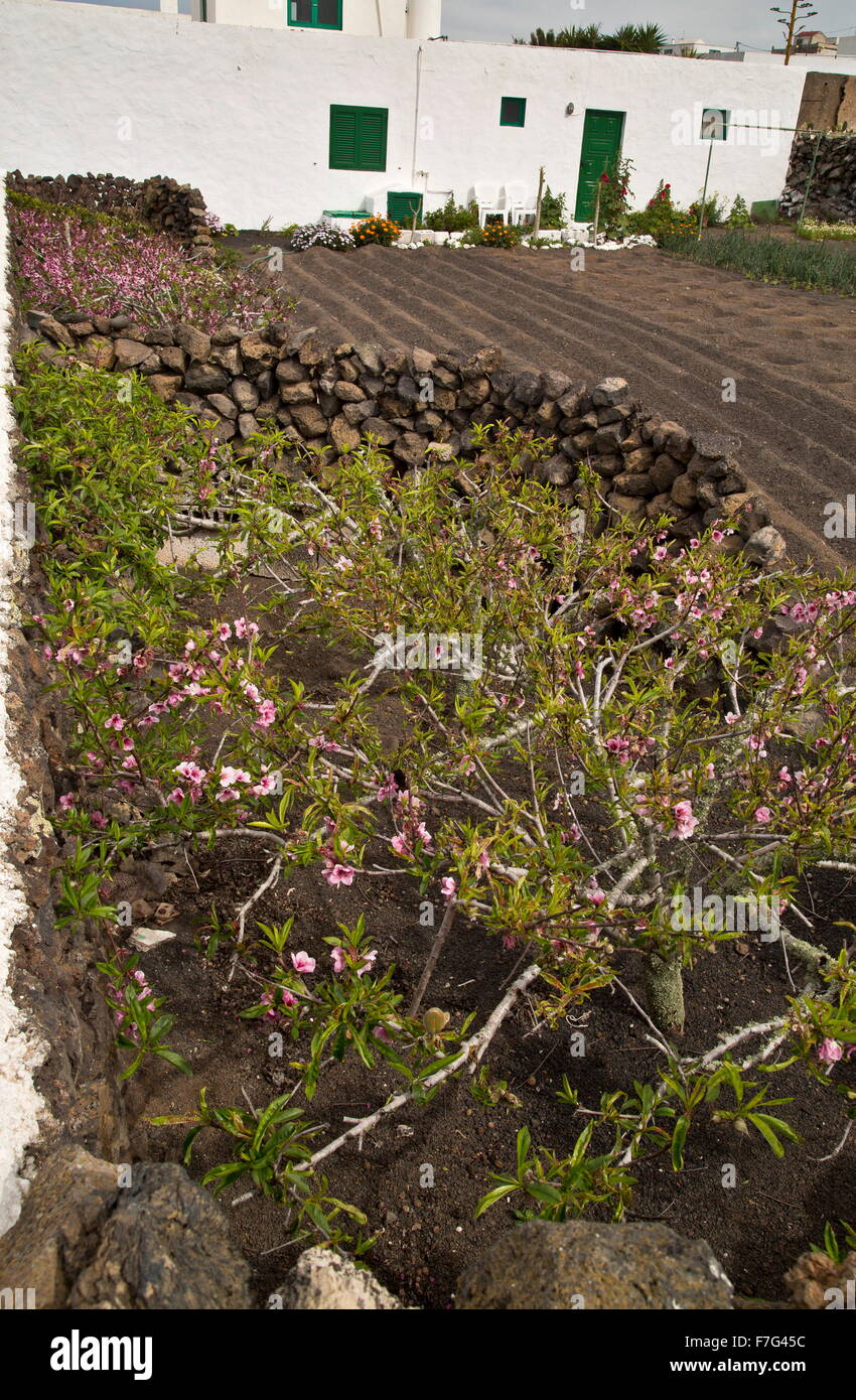 Mandelbaum wächst im Schutz der Mauer, Lanzarote in den Schatten gestellt. Stockfoto