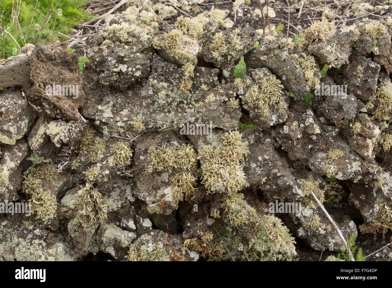 Flechten bedeckten Wand in die Berge von Lanzarote. Stockfoto