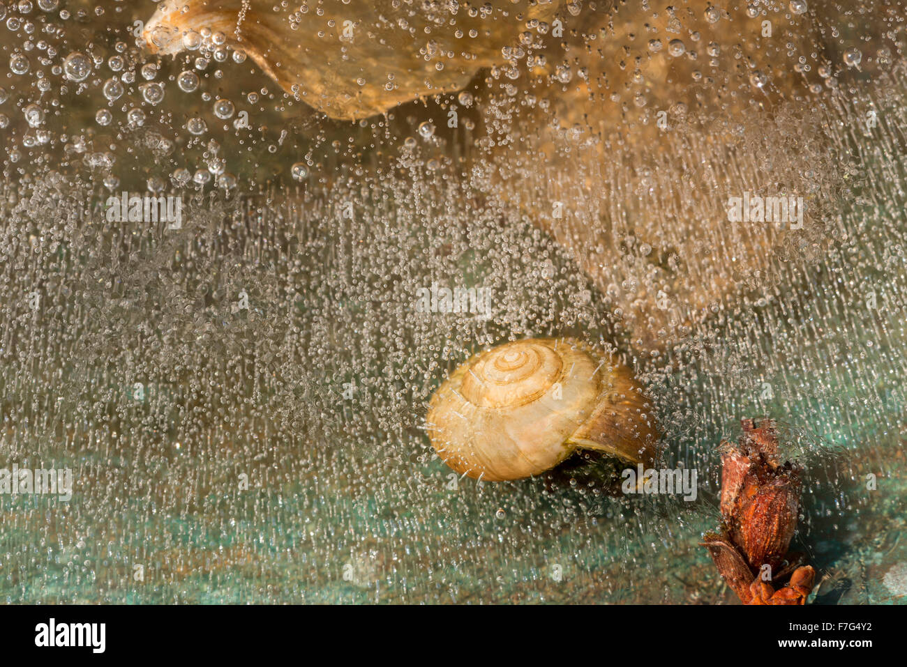 gefrorene eingeschlossene Gasblasen im Blatt des Eises verwesenden organischen Material Methan aus Blätter toten weißen Lippen Schneckenhaus Stockfoto