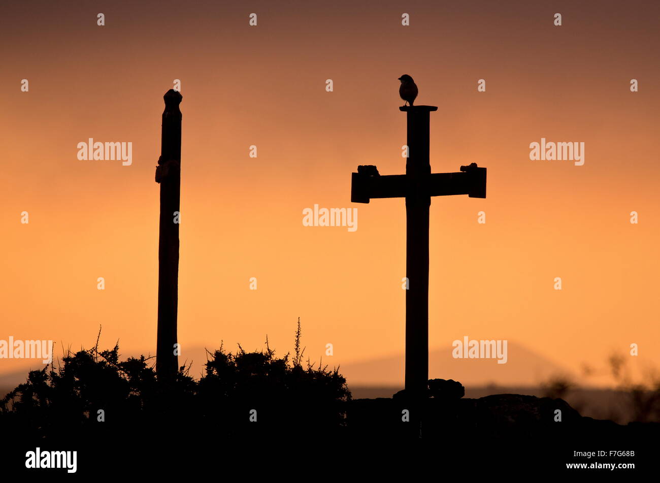 Iberische graue Würger, am Kreuze in der Morgendämmerung, in der El Jable Ebene im zentralen Lanzarote, Stockfoto