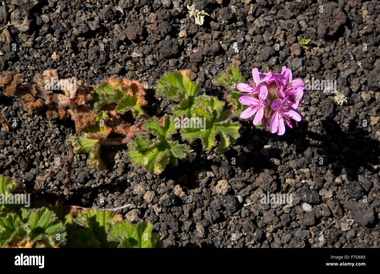 Rose-duftenden Pelargonien oder Geranien Rose. wächst auf Lava auf Lanzarote. Eingeführt. Stockfoto