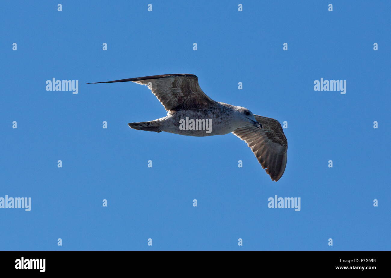 Juvenile Yellow-legged Möve, Larus Michahellis Atlantis, während des Fluges, Lanzarote. Stockfoto