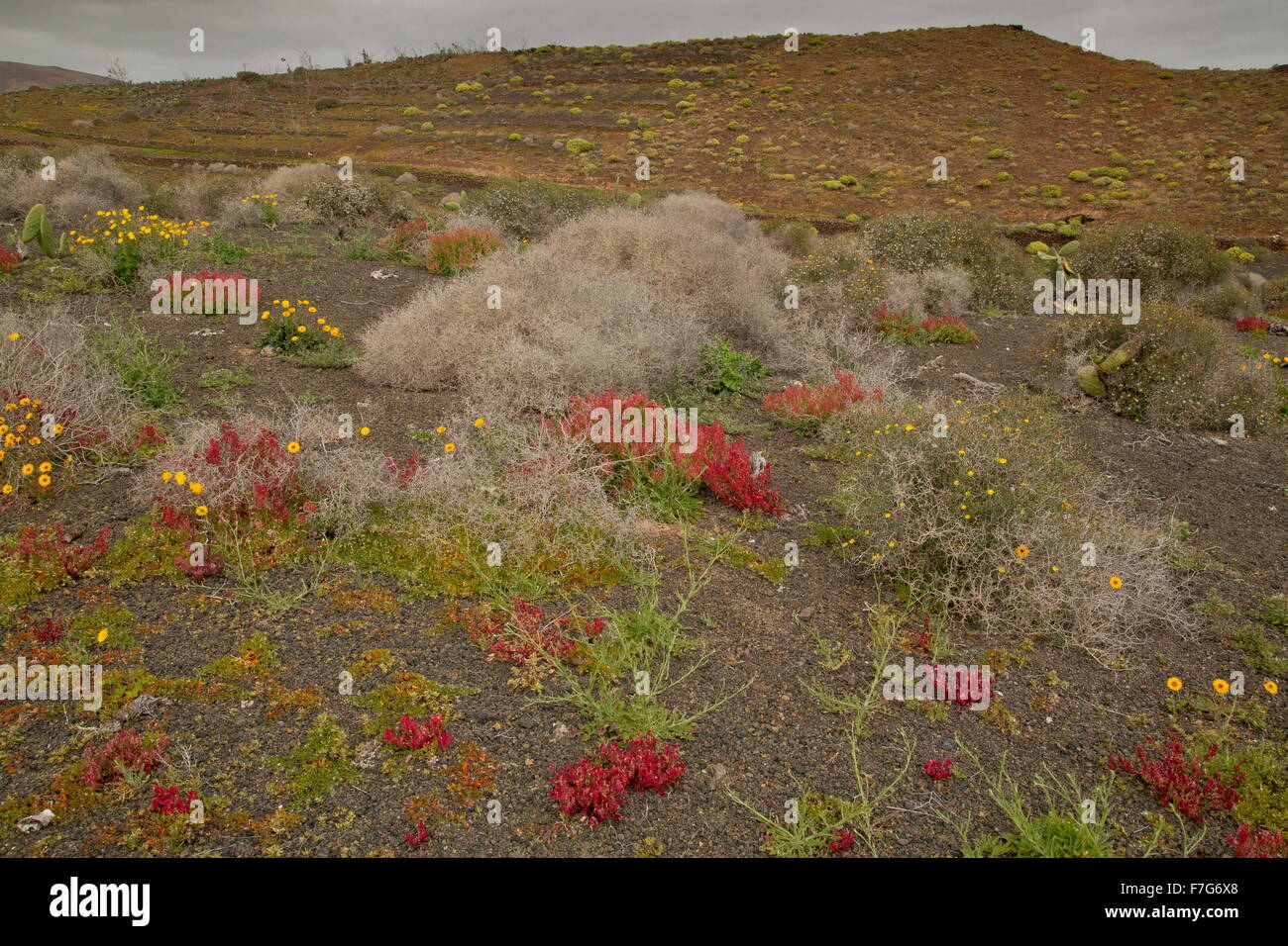 Bunte Küstenvegetation mit Rumex, Reichardia, Launaea usw. im Osten von Lanzarote. Stockfoto