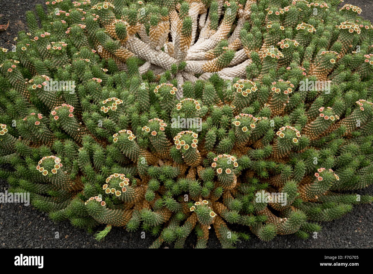 Medusenhaupt, Euphorbia Caput-Medusen aus Südafrika. Stockfoto