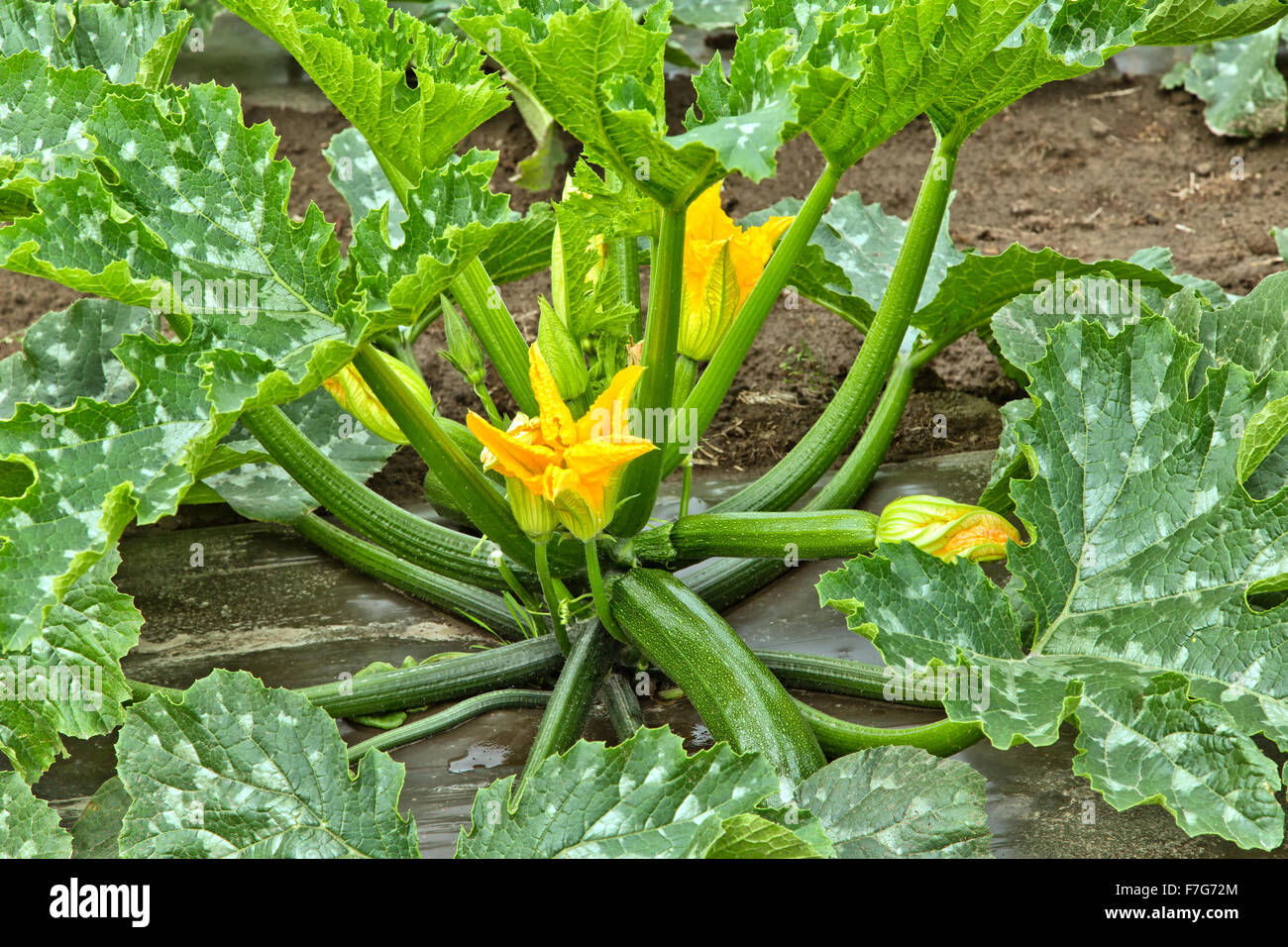 Zucchini Pflanze mit Früchten, weibliche & männliche Blüten. Stockfoto