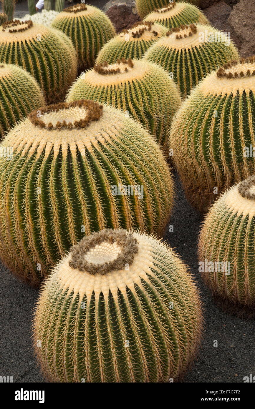 riesige Barrel Cactus, Echinocactus Platyacanthus im Anbau im Garten. Stockfoto